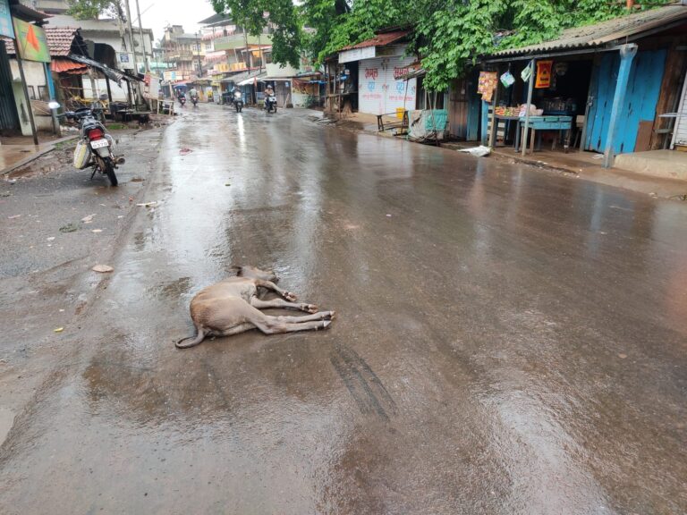 अरेरे.…! | वासरू जागीच झालं गतप्राण..!